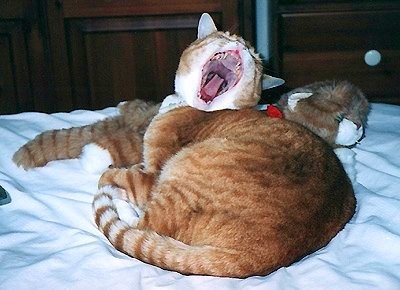 Yawn !!